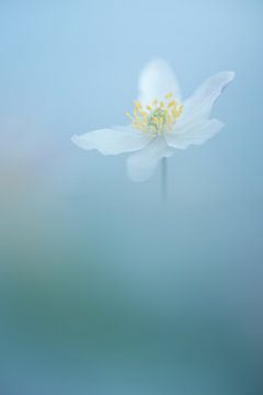 Wood anemone van John Goossens Photography