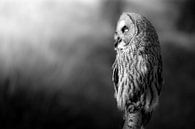 Laplanduil van Lisa Dumon thumbnail