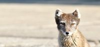 Arctic Fox with focus