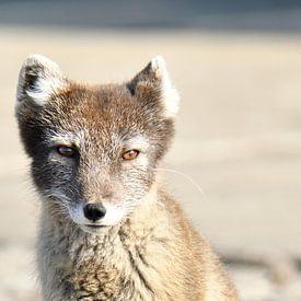 Arctic Fox with focus van Senne Koetsier