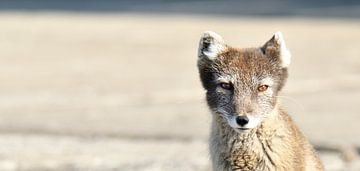 Arctic Fox with focus van Senne Koetsier