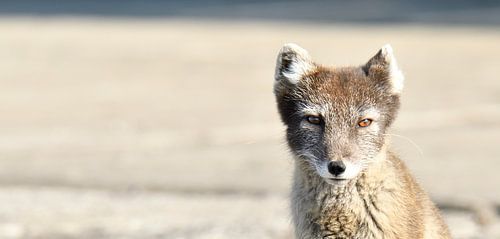 Arctic Fox with focus