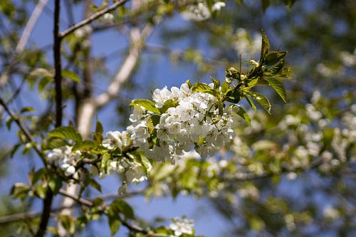 Tree with flowers Biesbosch