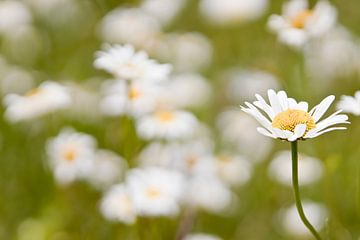 Flower in a flower meadow by Kirtah Designs