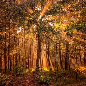 Zonneharpen in het bos van Leon Okkenburg