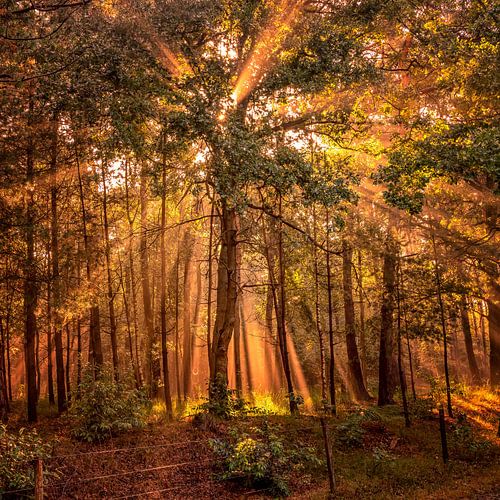 Les harpes du soleil dans la forêt