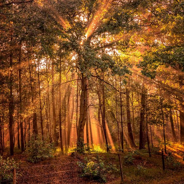 Solar harps in the forest by Leon Okkenburg