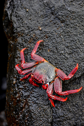 Rote Felsenkrabbe (Grapsus adscensionis)