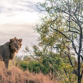 Rondkijkende leeuw in Krugerpark van Luuk Molenschot