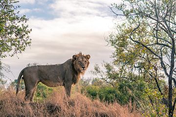 Rondkijkende leeuw in Krugerpark van Luuk Molenschot