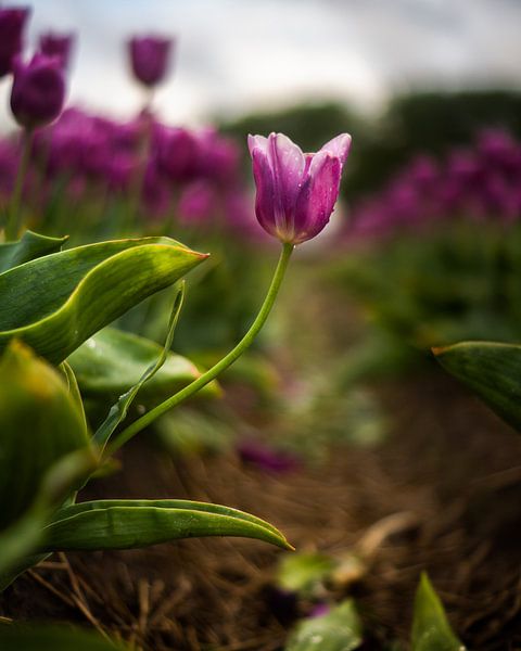 Tulipes par Hanno de Vries