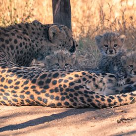 Cheetah welpen van Luuk Molenschot