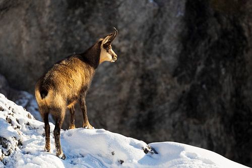 De gemzen in de Alpen in de winter