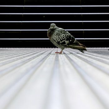 Duif in lijnenspel