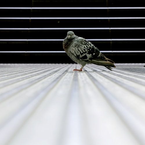 Duif in lijnenspel