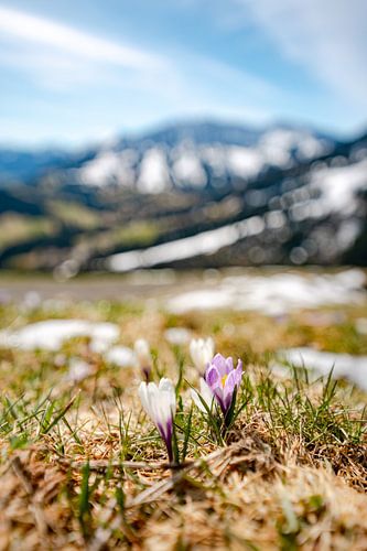 Lentekriebels met krokussen en uitzicht op Oberjoch