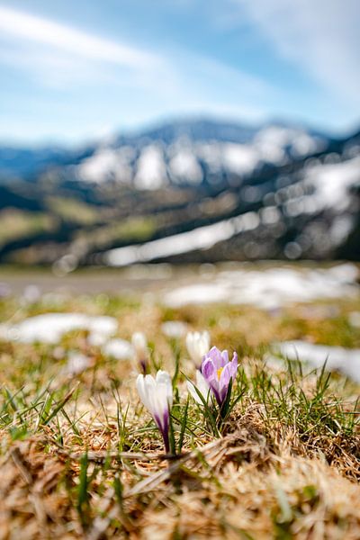 Lentekriebels met krokussen en uitzicht op Oberjoch van Leo Schindzielorz