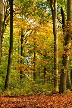 Beech forest with autumn colours by Corinne Welp