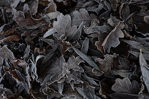 Feuilles congelées 1