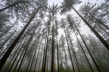 Dennenbos tijdens een mistige winterochtend van onderen gezien