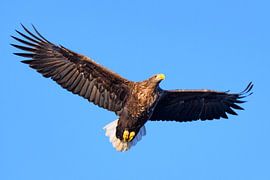 Seeadler auf der Jagd am Himmel von Sjoerd van der Wal Fotografie