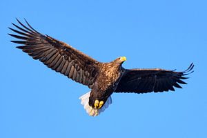 Seeadler auf der Jagd am Himmel