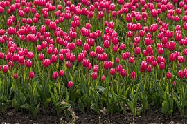 Tulip by Merijn Loch