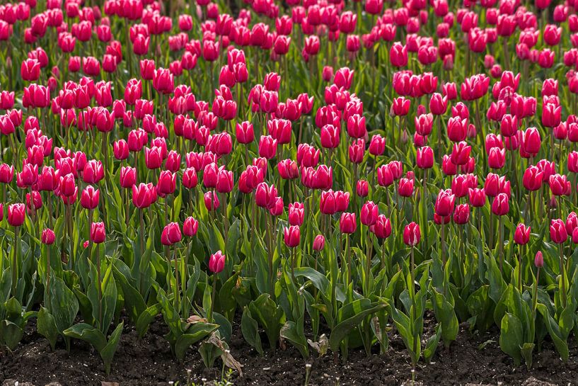Tulp van Merijn Loch