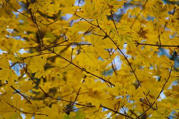 Gele herfstbladeren van Sharona de Wolf