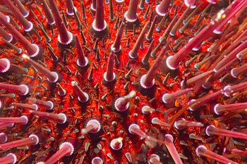 Geometrie des Meeres: Der Steinseeigel