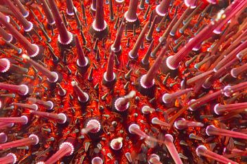 Geometry of the sea: the stone sea urchin by MarPic