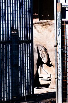 Baby Elephant by Truckpowerr