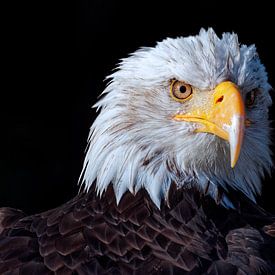 The hunter: American bald eagle (close-up) by BHotography