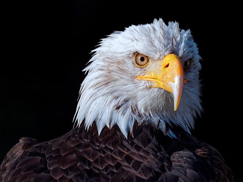 The hunter: American bald eagle (close-up) by BHotography