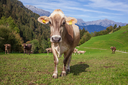 Cow on an alpine pasture