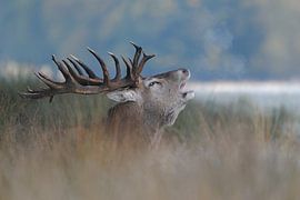 Red Deer *Cervus elaphus* by wunderbare Erde