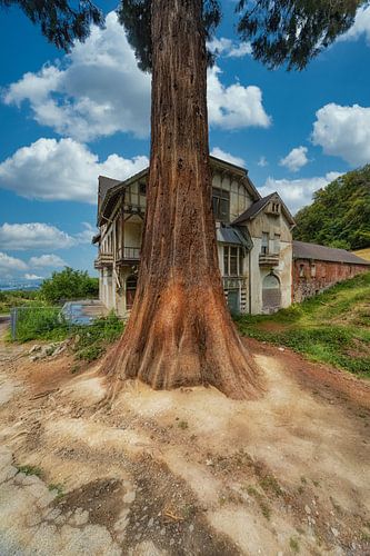 Redwood boom voor de ruïnes van de binnenplaats van het kasteel op de Drachenfels