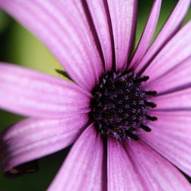 Dimorphotheca von Studio Zwartlicht