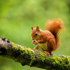 Nibbling Squirrel by Ruud Engels