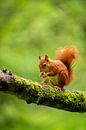 Knabber-Eichhörnchen von Ruud Engels Miniaturansicht