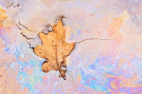 Oak leaf on colourful seepage