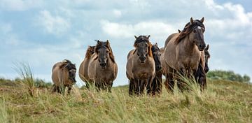 Queen Horses the Slufter Texel sur Ronald Timmer