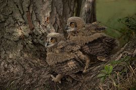 young owls by hanny bosveld