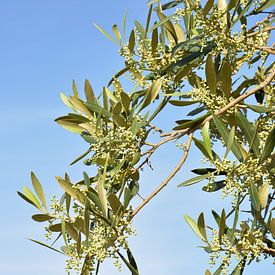Olijfknopjes aan een tak op blauwe achtergrond van Bianca ter Riet