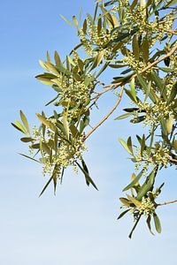 Olivenknospen auf einem Zweig auf blauem Hintergrund
