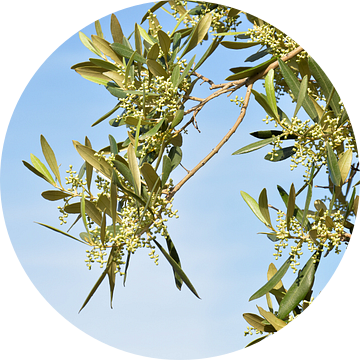 Olijfknopjes aan een tak op blauwe achtergrond