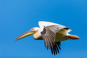 Pelikane im Donaudelta