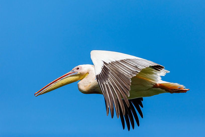 Pelikane im Donaudelta von Roland Brack