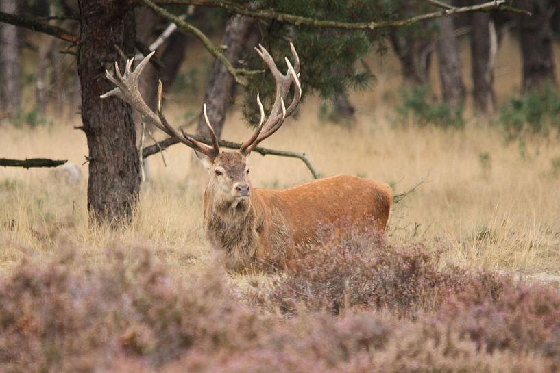 Edelhert op de hei by Fotografie Fryslân