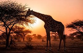 Tableau mural « Girafe au coucher de soleil dans la savane africaine », photographie animalière